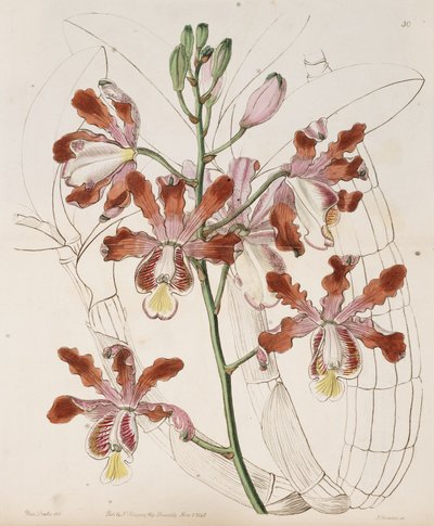 Myrmecophila grandiflora by Miss Drake